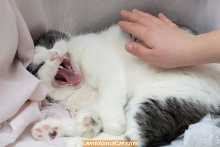 Why Is My Cat Hissing at Me All of a Sudden? What You Need To Know