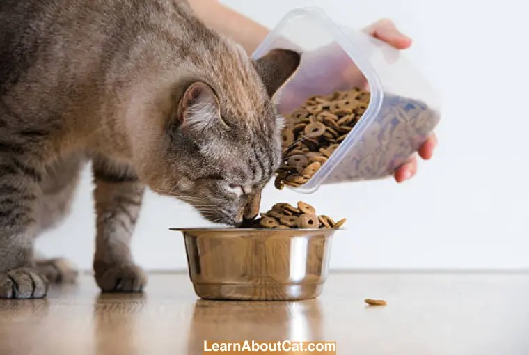 Can Cats Eat Goldfish Crackers? What You Need To Know LearnAboutCat