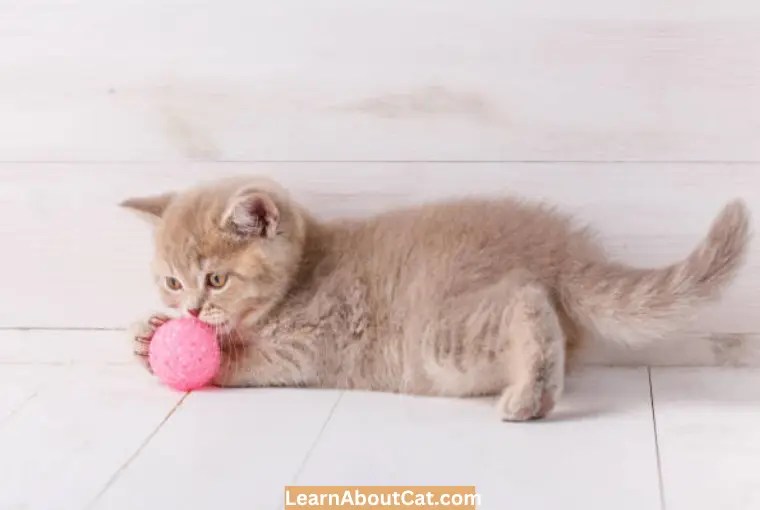 Do Cats Play Fetch? How To Train Your Cat To Fetch LearnAboutCat