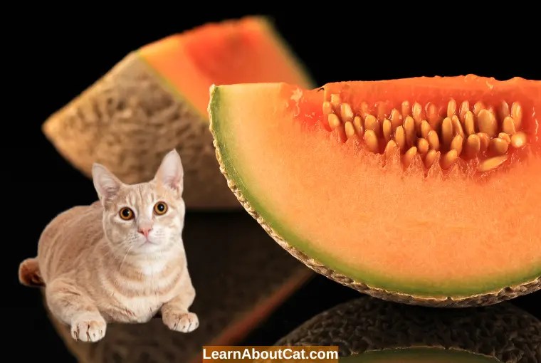 Can Cats Eat Cantaloupe? Benefits And How to Feed LearnAboutCat