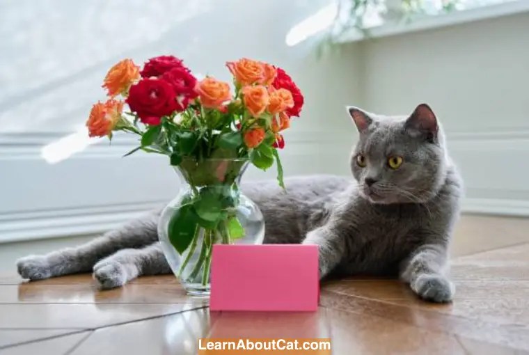 Are Roses Poisonous to Cats? What You Need to Know LearnAboutCat