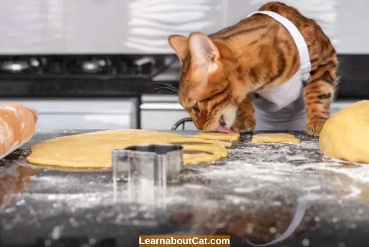Can Cats Eat Flour? What You Need To Know LearnAboutCat