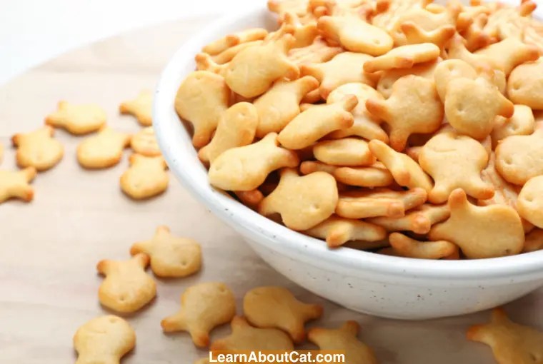Can Cats Eat Goldfish Crackers? What You Need To Know LearnAboutCat