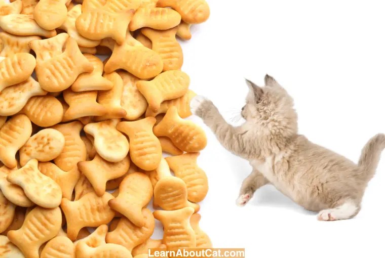 Can Cats Eat Goldfish Crackers? What You Need To Know LearnAboutCat