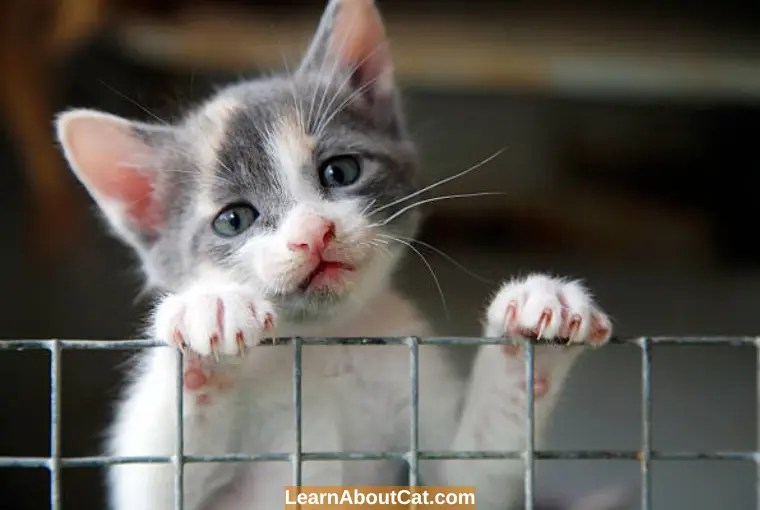 How Long to Keep a Cat Confined After Spay or Neuter? LearnAboutCat
