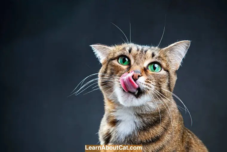 Why Is My Cat Drooling When Purring? [Explained] LearnAboutCat
