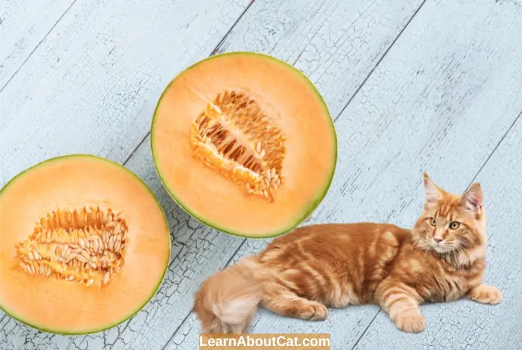 Can Cats Eat Cantaloupe? Benefits And How to Feed LearnAboutCat