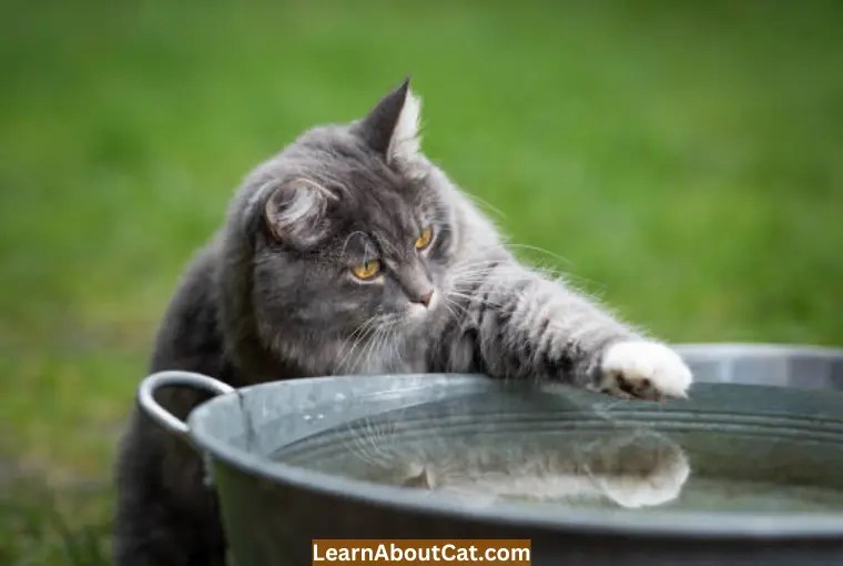 Why Does My Cat Paw at Her Water Bowl? Interesting Reasons LearnAboutCat