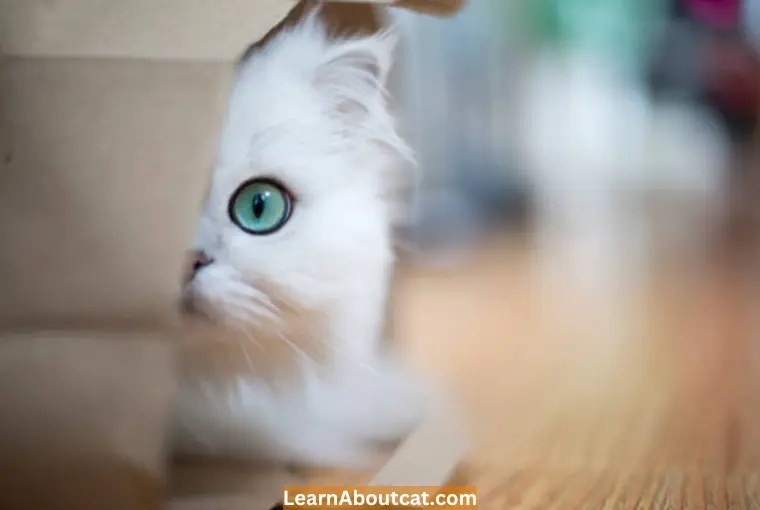 Why My Cat is Hiding And Acting Weird What to Do? LearnAboutCat