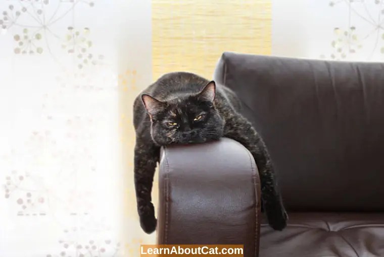 Why Is My Cat Suddenly Lethargic and Weak? Causes, Treatment, and