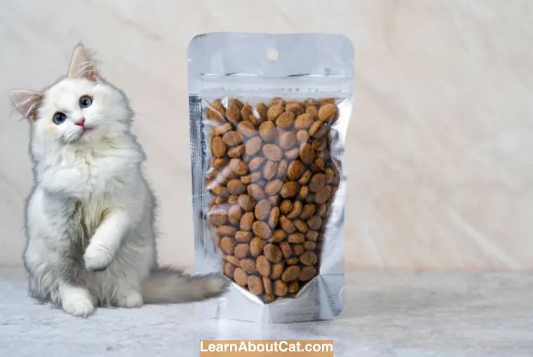 Why You Should Never Store Cat Food in a Plastic Container [Explained