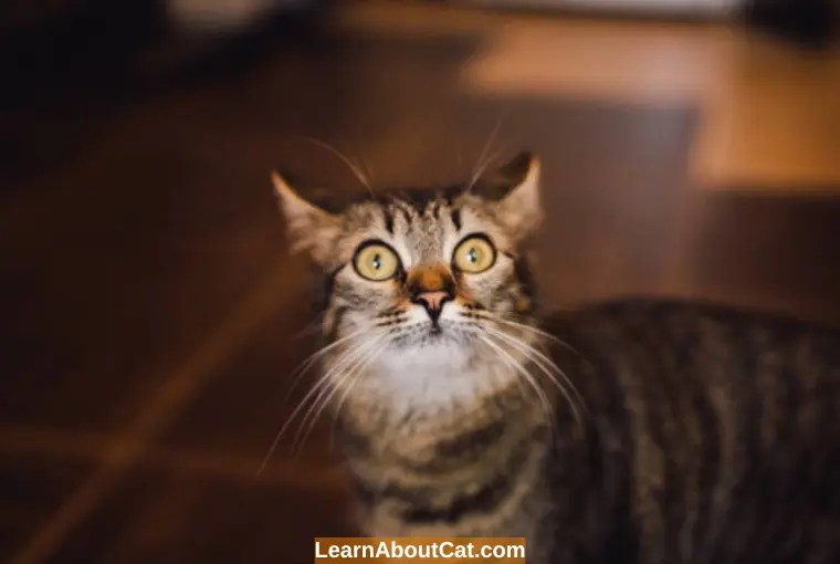 Why Are Cats Afraid of Thunder? LearnAboutCat