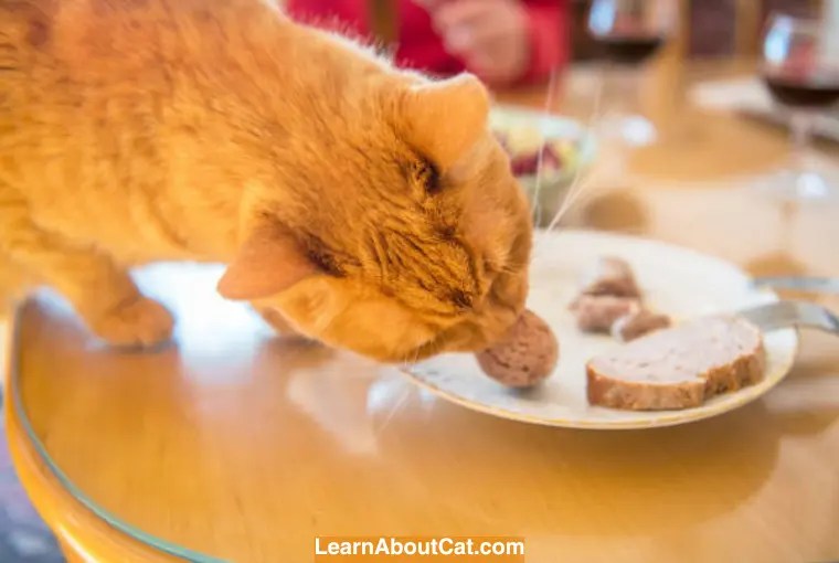 Can Cats Eat Biscuits? Everything You Need to Know About Cats and