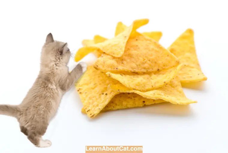 Can Cats Eat Doritos? An InDepth Look into the Risks and Benefits
