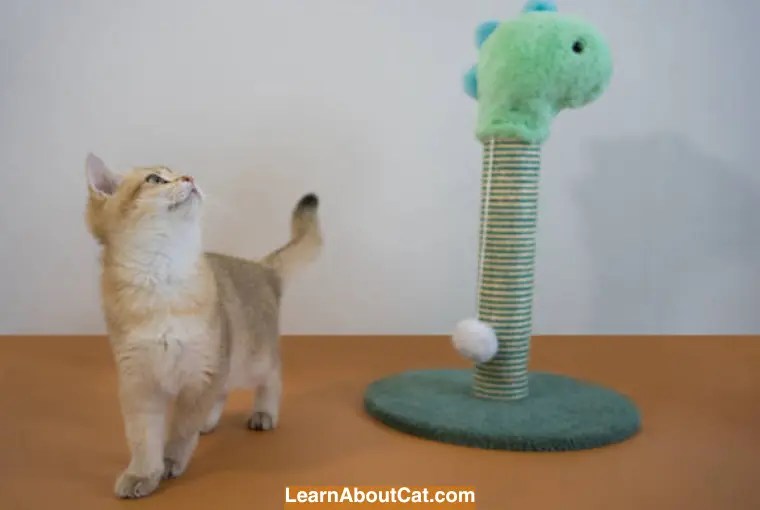 How to Make a DIY Cat Tree Using Recycled Materials - LearnAboutCat