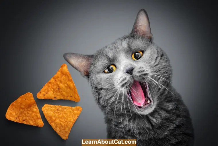 Can Cats Eat Doritos? An InDepth Look into the Risks and Benefits
