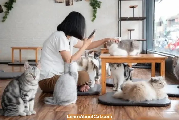 What are Cat Cafes? Cat Cafe Facts LearnAboutCat