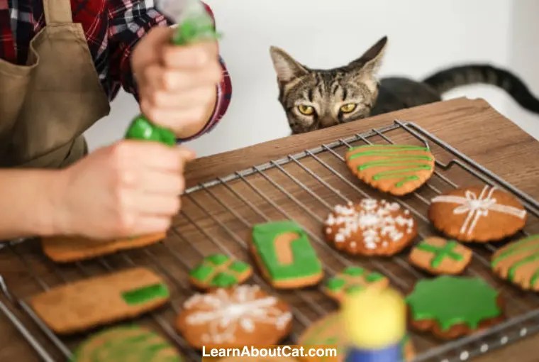Can Cats Eat Biscuits? Everything You Need to Know About Cats and