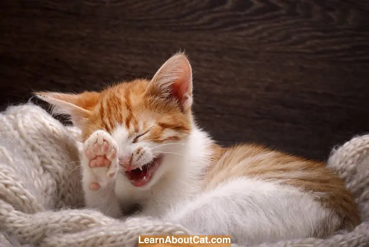 Can Cats Laugh? Debunking the Myths and Uncovering the Truth