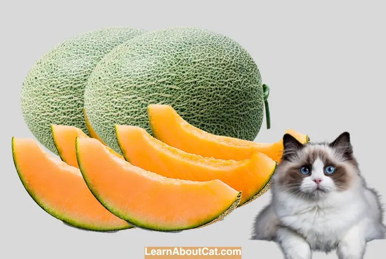 Can Cats Eat Honeydew? Understanding the Benefits and Risks LearnAboutCat
