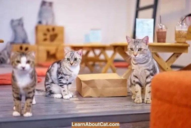 What are Cat Cafes? Cat Cafe Facts LearnAboutCat
