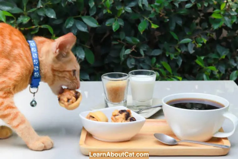 Can Cats Eat Biscuits? Everything You Need to Know About Cats and