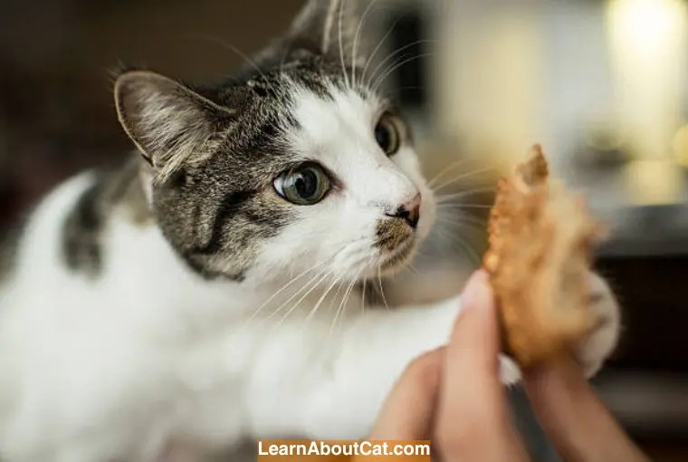 Can Cats Eat Biscuits? Everything You Need to Know About Cats and