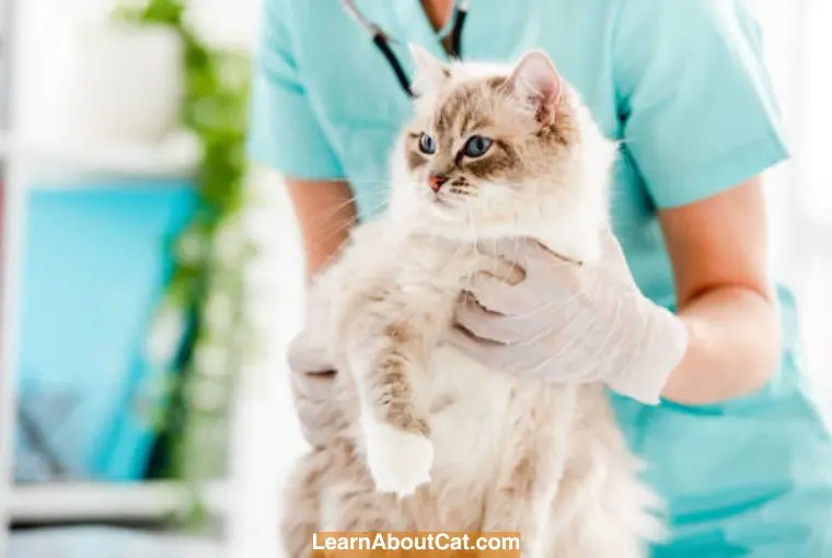 Are Ragdoll Cats Hypoallergenic? Debunking the Hypoallergenic Myth