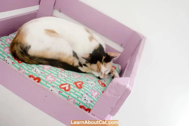 Homemade Cat Bed DIY Cat Bed Using Household Items LearnAboutCat