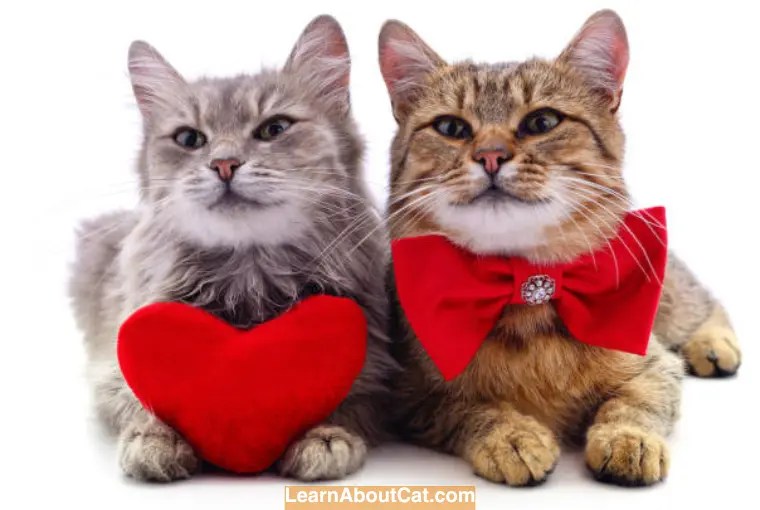 Is Cat Breeding Profitable? Cat Breeding 101 LearnAboutCat