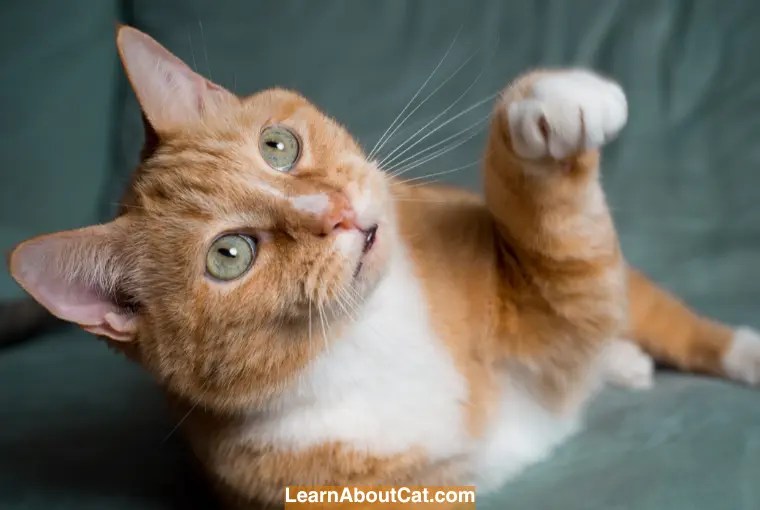 Why Does My Cat Bunny Kick Me? [Answered] LearnAboutCat