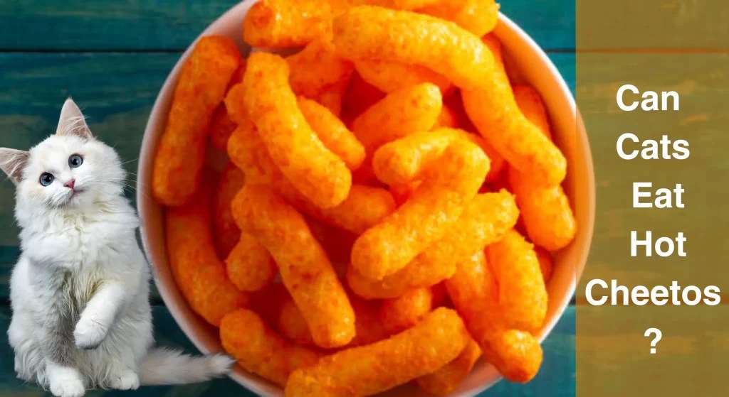 Can Cats Eat Hot Cheetos? What You Need to Know LearnAboutCat