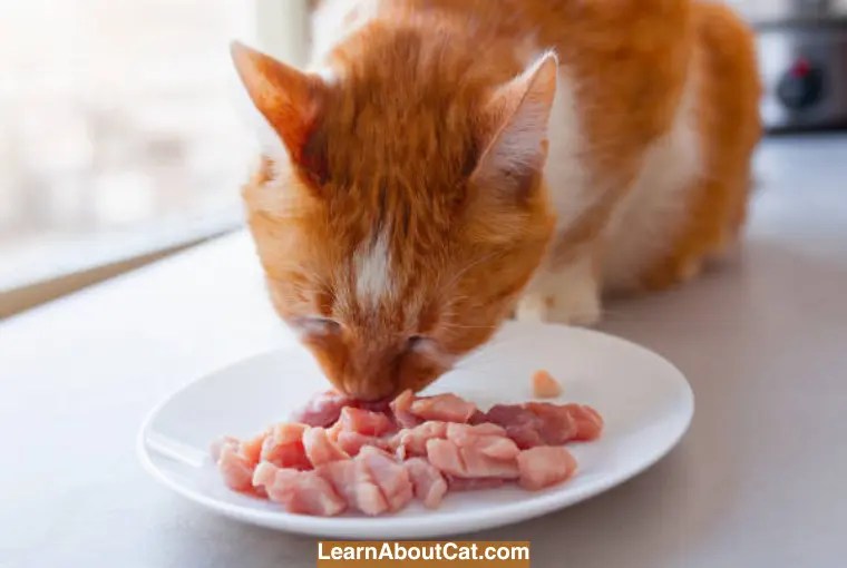 Can Cats Eat Pork? Exploring the Health Benefits and Risks of Feeding