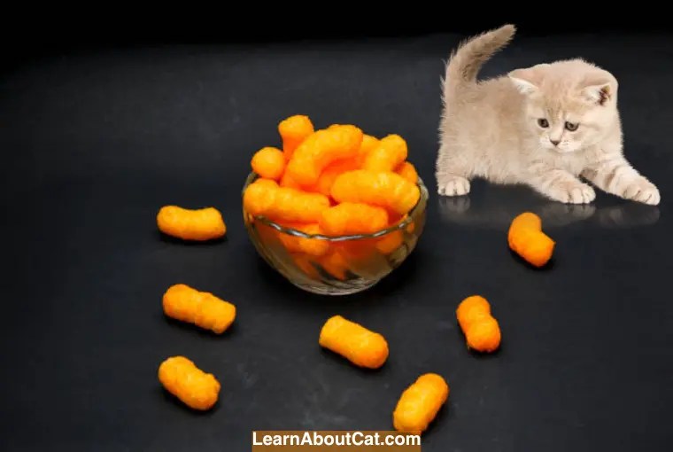 Can Cats Eat Hot Cheetos? What You Need to Know LearnAboutCat