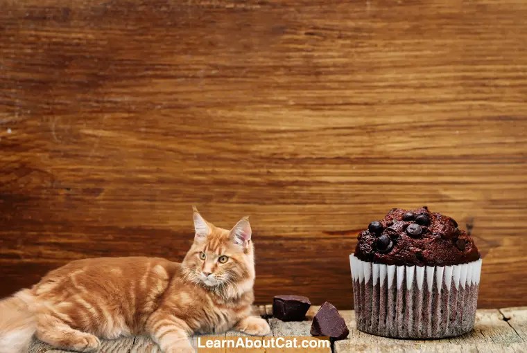 My Cat Ate Chocolate Muffin Wrapper What Should I Do? LearnAboutCat