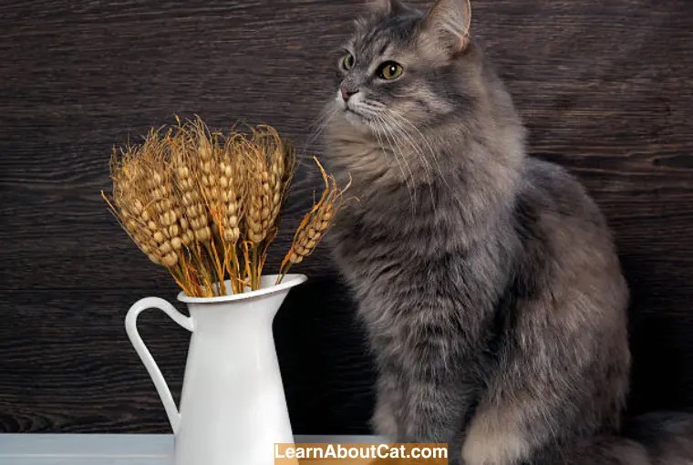 Can Cats Eat Wheat? What Every Cat Owner Should Know LearnAboutCat