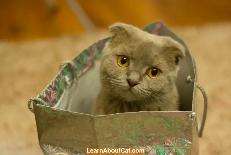 My Cat Ate a Whole Bag of Treats What Should I Do? [Answered