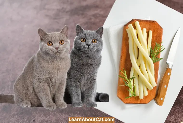 Can Cats Eat String Cheese? Examining the Compatibility of String