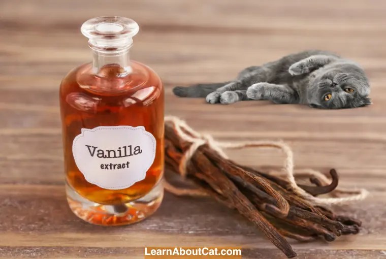 Can Cats Eat Vanilla? Everything You Need to Know Before Feeding Your