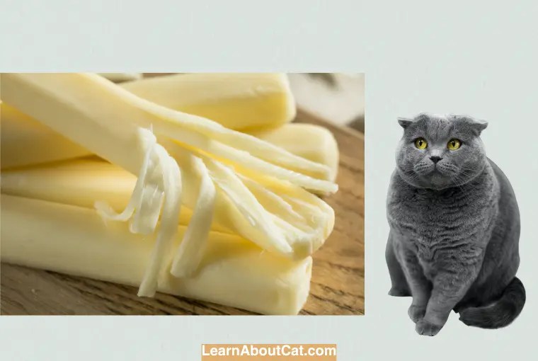 Can Cats Eat String Cheese? Examining the Compatibility of String