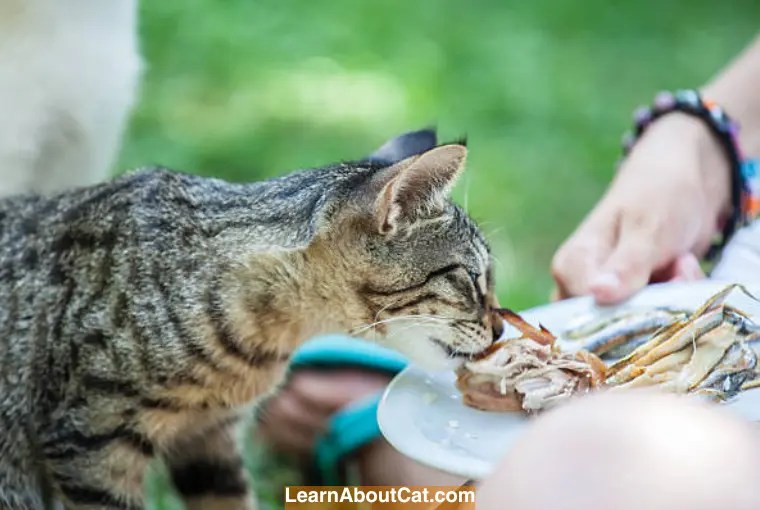 Can Cats Eat Oysters? What You Need to Know LearnAboutCat