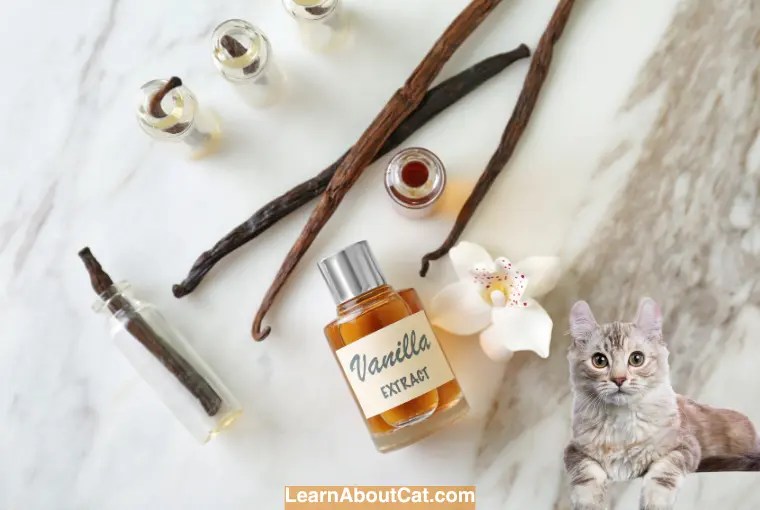 Can Cats Eat Vanilla? Everything You Need to Know Before Feeding Your