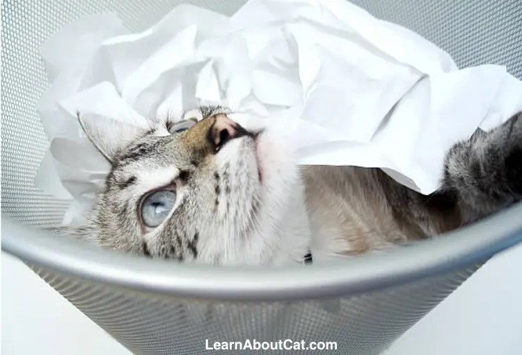 My Cat Ate a Dryer Sheet What to Do Now [Answered] LearnAboutCat