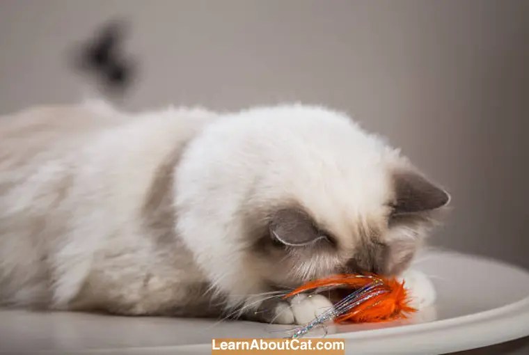 My Cat Ate a Feather What Happens When a Cat Devours a Feather