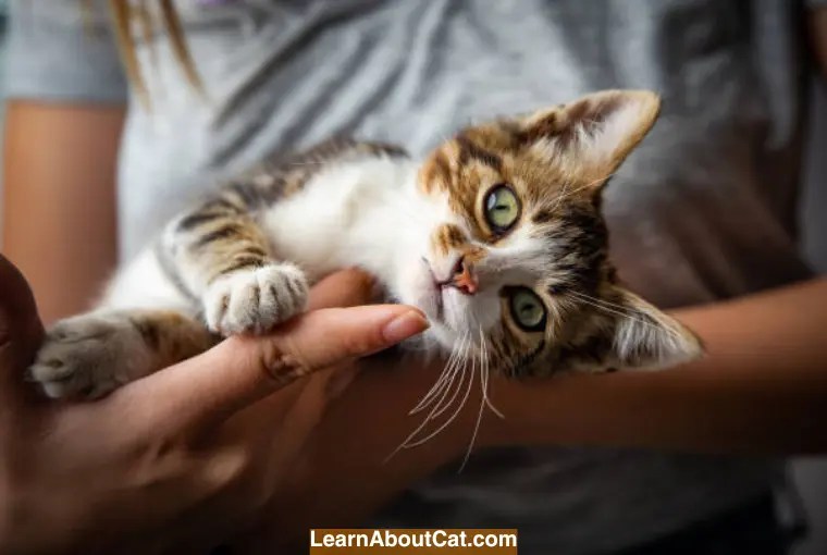 My Cat Ate Insulation What To Do Now [Answered] LearnAboutCat