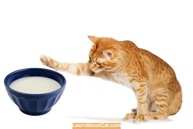 Can You Give Cats Milk of Magnesia? Things You Need To Know LearnAboutCat