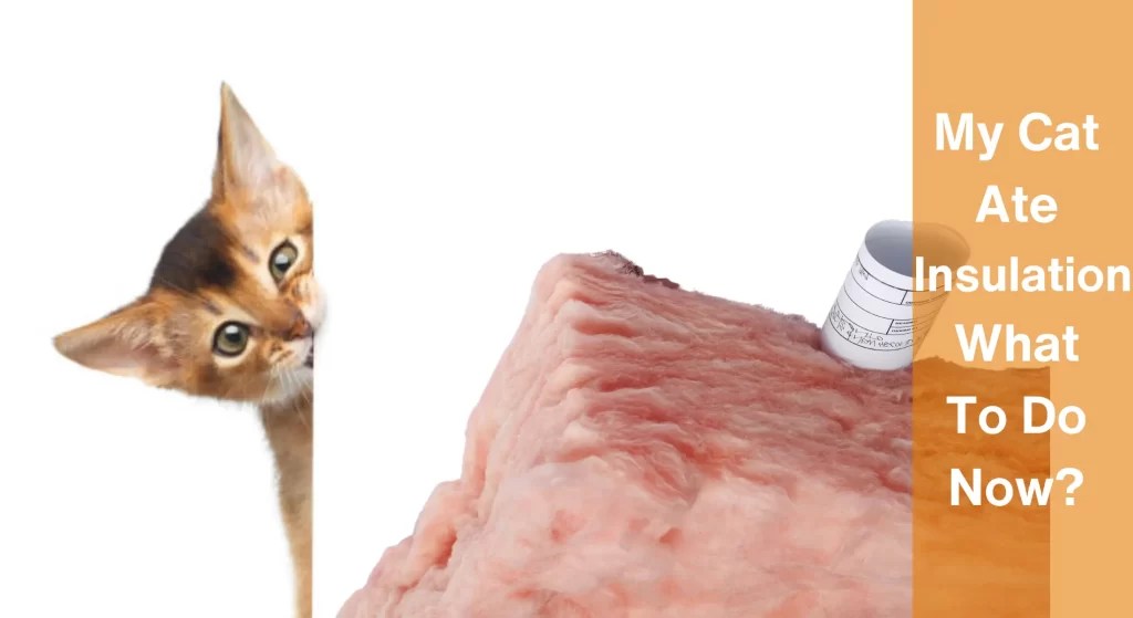 My Cat Ate Insulation What To Do Now [Answered] LearnAboutCat