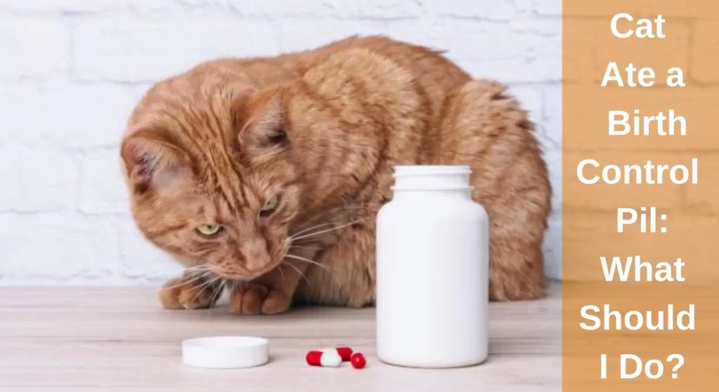 Cat Ate a Birth Control Pill What Should I Do? LearnAboutCat