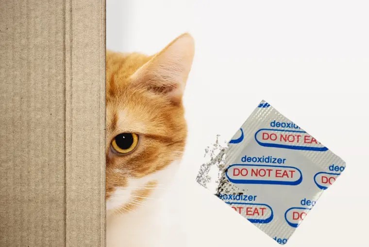 Cat Ate Oxygen Absorber The Dangers of Iron Oxygen Absorbers for Cats