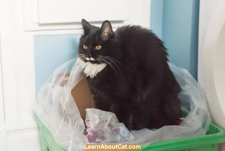 My Cat Ate Plastic Wrapper What Should I Do [Answered] LearnAboutCat
